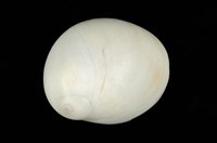 藏品(白玉螺)的圖片